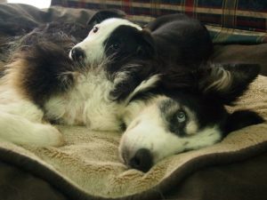 Kimberley-dogs-snuggling