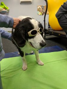 Doggles