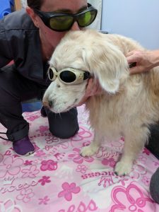 Doggles