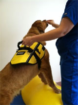 Canine Rehabilitation