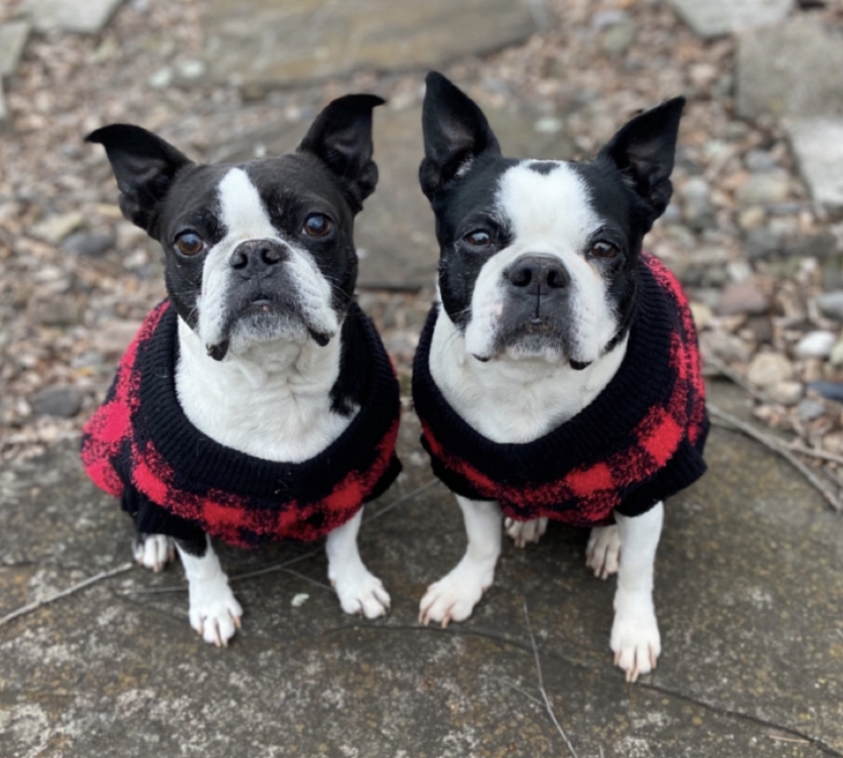 June Bug and Morgan Piggy